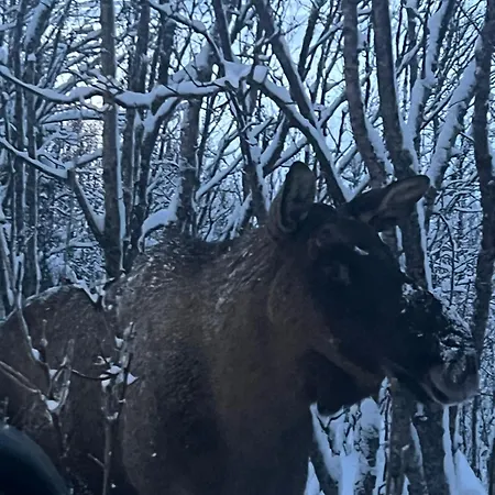 Gjestgiverier Håkøyveien 151,